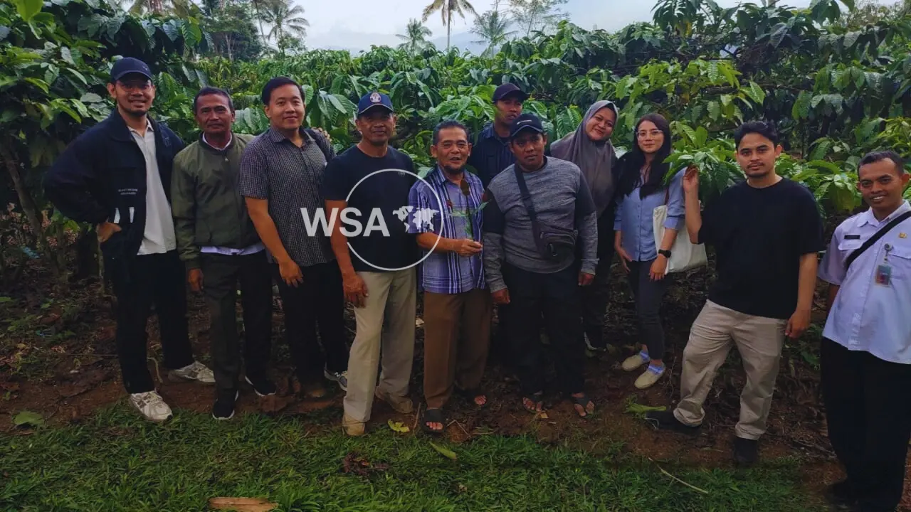 Robusta coffee farmers from Pasuruan, East Java harvesting ripe cherries